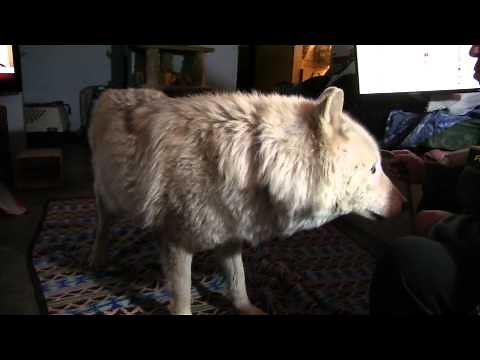 Wolfdog howls in the house.