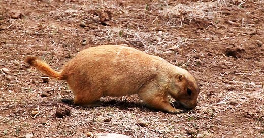 Nature: Prairie dogs