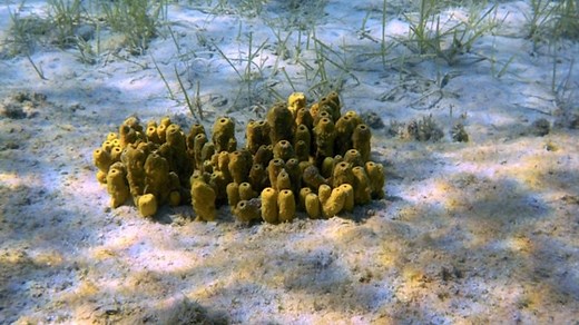 How Do Sponges Reproduce? - (Reproduction In Sponges)