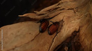 Madagascar hissing cockroach close-up view