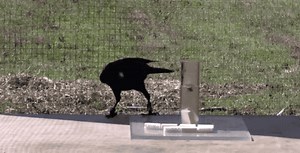 What Puzzle-Solving Crows Can Teach Us About Animal Intelligence