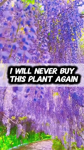 All About Wisteria: The Magical Purple Flower That Lasts for Centuries