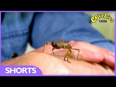 CBeebies | My Pet And Me | Stick Insects