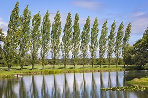 Comprehensive Guide: Cultivating and Understanding Poplar Trees | LoveToKnow