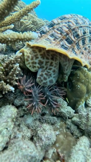 285K views · 6.2K reactions | The Triton snails are fighting back! ...