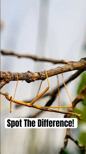 Can you spot the stick insect? Discover nature’s ultimate camouflage!
