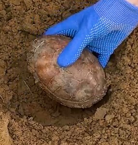 49K views · 48 reactions | Turtle Shell Find | 3-Minute Hacks | Facebook