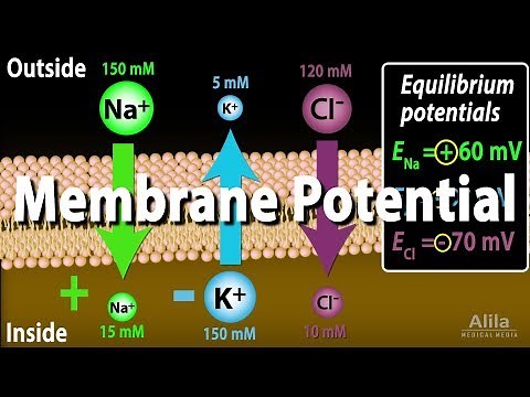 Membrane Potential, Equilibrium Potential and Resting Potential, Animation