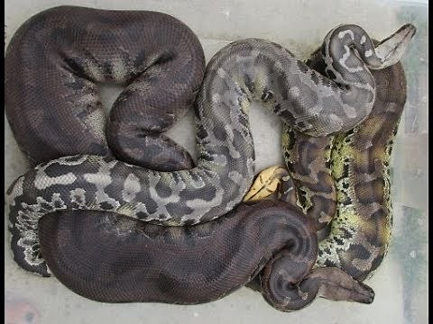 An intro to p.curtus, the Sumatran Short Tail Python