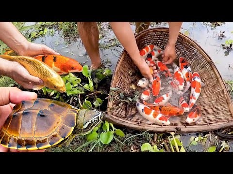 Catch beautiful freshwater aquarium fish in giant colorful egg, turtles, molly, gold fish, koi fish