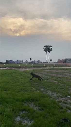 Joyful Dog Running in Open Field at Sunset
