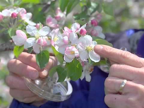 Pollination Methods: Fruit Trees