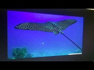 Finding Nemo Remake Part 30 Back in The Reef