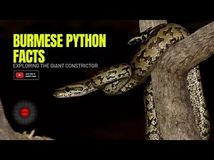 Burmese Python Facts: Exploring the Giant Constrictor