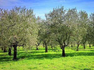 How To Plant, Grow And Prune An Olive Tree - Bunnings Australia
