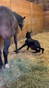 30K views · 28K reactions | Here is Ruby‘s baby just a few minutes...