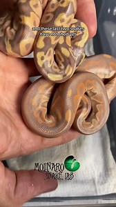 2.2M views · 27K reactions | Hatching Ball Pythons! #reels #snake #reptiles #animals #fblifestyle | The Molinaro Snake Lab | Facebook