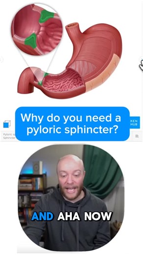 Say hello to the pyloric sphincter  This powerful muscle controls what leaves your stomach and enters your small intestine.  Without it, stomach acid would cause chaos in your gut  #anatomy #kenhub #humananatomy #stomach | Kenhub | Facebook