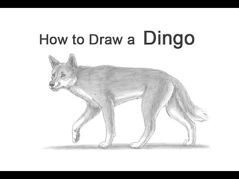 How to Draw a Dingo