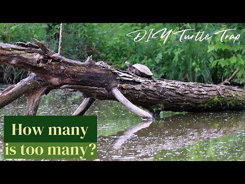 Homemade Turtle Trap That Actually Works | DIY