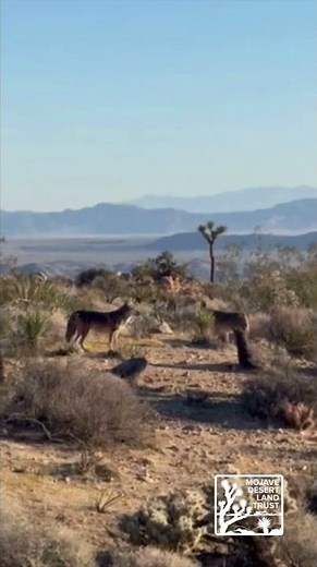 A peaceful moment between two coyotes on Mojave Desert Land Trust preserve