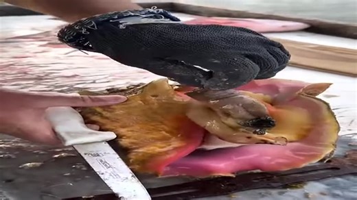 How to Remove a Conch from the Shell