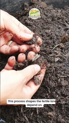 The Fascinating Journey of Soil Formation: From Rocks to Life | Spring Scientific