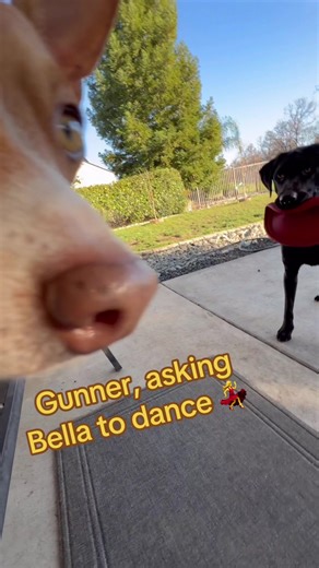 The way he lets her know “let’s do this” #funnydogs #labrador #dancing #ratterriersoftiktok #dogsofttiktok