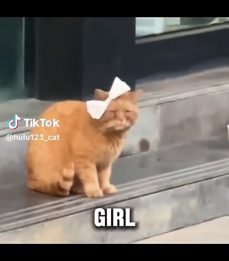 pablo #cat #fyp #meme | pablo