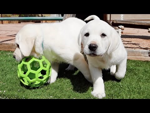 White Labrador Puppies Have A Blast Outside!!