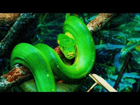 Life of the Forest Snake – The Silent Predator of the Wilderness | 4K Wildlife Documentary
