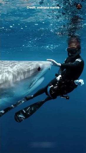 Why Sharks Don't Attack Scuba Divers ?