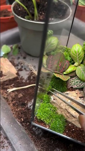 How to Build a Beautiful Terrarium: Step-by-Step Guide for Beginners!