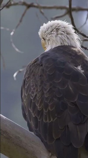 Fascinating Bald Eagle Facts: America’s Bird Explained