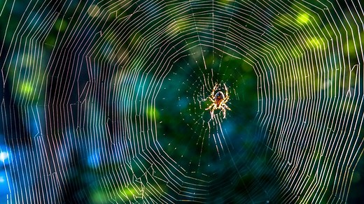 How spiders build their webs