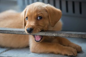 What training for 10-week-old Labrador puppy?