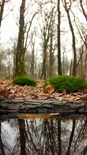 6.8K views · 204 reactions | Common wood pigeon #Birds species in the...