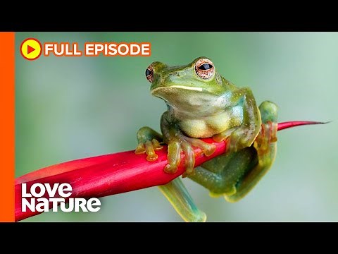 Fascinating Frog Facts You Never Knew | Wildlife Icons Ep202