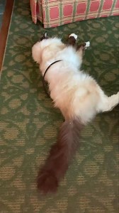 18K views · 219 shares | Beau with the Assisi Loop today | Floppycats | Facebook