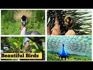 Learn Birds Names and Sounds | Learn Birds Name in English | Kids learning videos #kidslearning