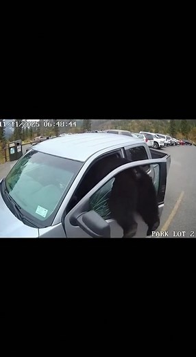 Bear Smashes Car Window in Park Parking Lot, Climbs Inside Searching for Food — Dramatic Video Goes Viral Banff National Park, Alberta – November 11, 2025 A security camera in a popular national park captured the moment a black bear shattered a truck window and climbed inside, sending shockwaves across social media and serving as a stark reminder of why food storage rules in bear country are so strict. The footage shows the bear approaching the parked pickup in broad daylight, sniffing around th