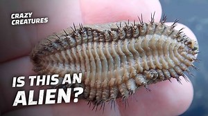 Did you know about these Alien Animals? #CrazyCreatures | Crazy Creatures