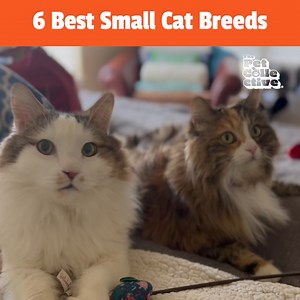 69K views · 549 reactions | They're small, they're furry, and they're just the best! Here are the top 6 small cat breeds great for any cat owner!  | The Pet Collective | Facebook
