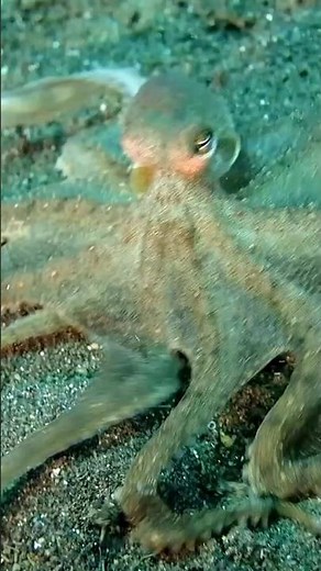 Octopus. What are octopuses, and what are the different types of octopuses.