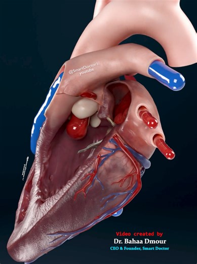 Your Super Pump: The Heart🫀 @Smart Doctor 👨‍⚕️ - - In this 3D animation, we go inside the left side of the human heart and follow oxygenated blood coming back from the lungs. The red blood enters the left atrium through the pulmonary veins, then passes through the mitral valve into the left ventricle. When the ventricle contracts, the aortic valve opens and the blood is powerfully ejected into the aorta, sending oxygen to the entire body. The valves act like one-way doors, making sure blood al