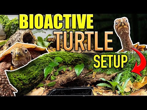 EASY BIOACTIVE TURTLE TANK SETUP!! | Leaf turtle habitat