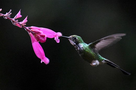Spring is hummingbird migration season: Interactive map shows where you can see them