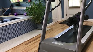 11K views · 295 reactions | In the future, you can swim in place and dogs will walk themselves! Start your tomorrow today with an Original Endless Pool® from www.endlesspools.com. | Endless Pools | Facebook