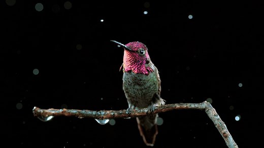 Slow motion footage captures this amazing hummingbird in flight | National Geographic UK