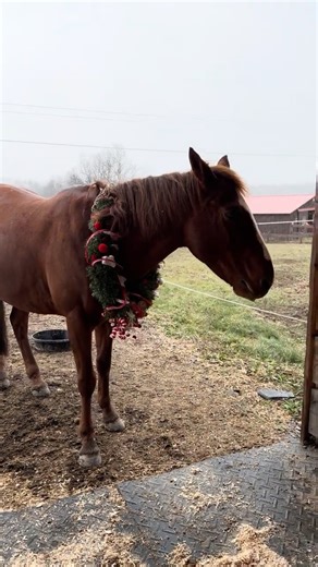 Copper wouldn’t strike a pose #horse